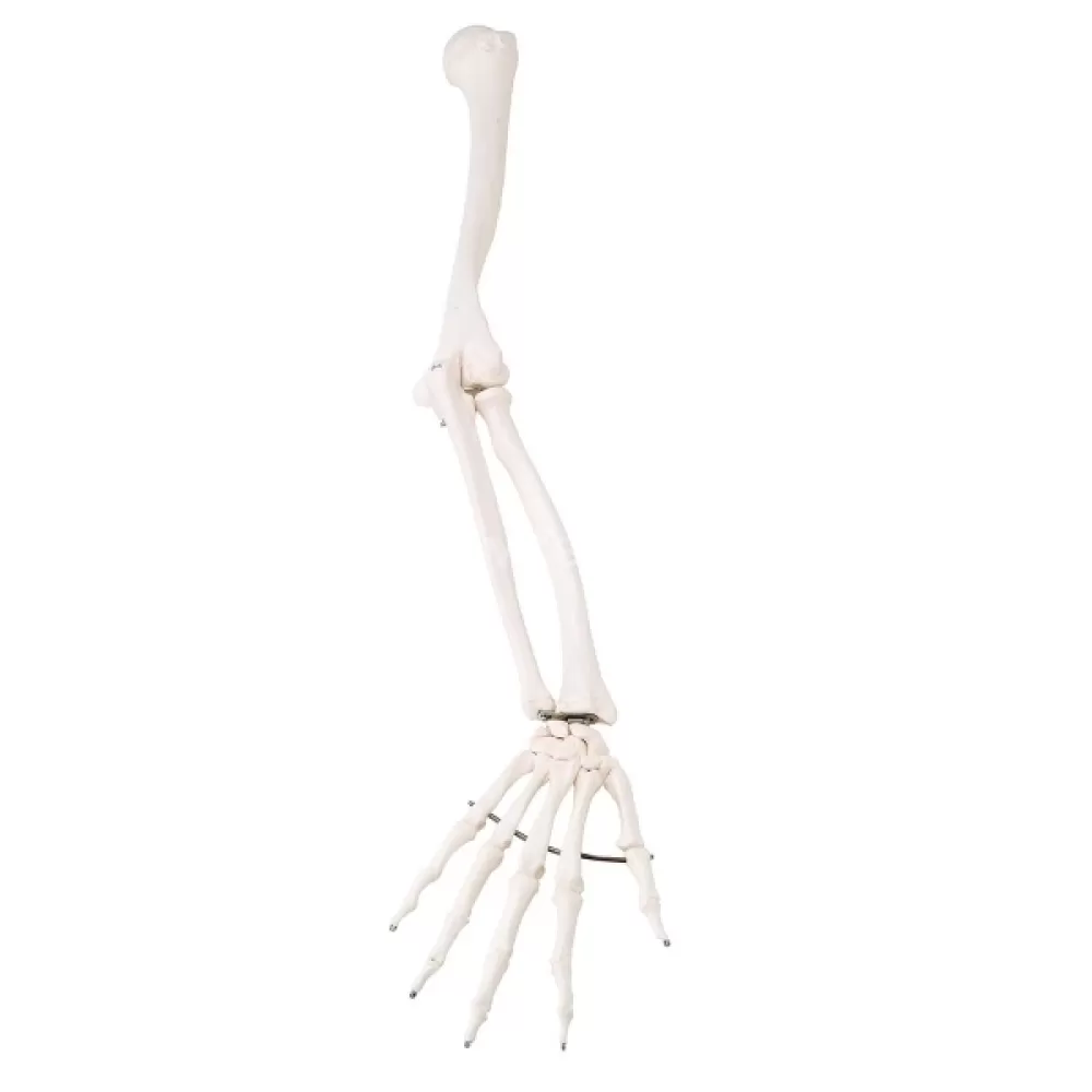 Rankos kaulų modelis Rankos kaulų modelis