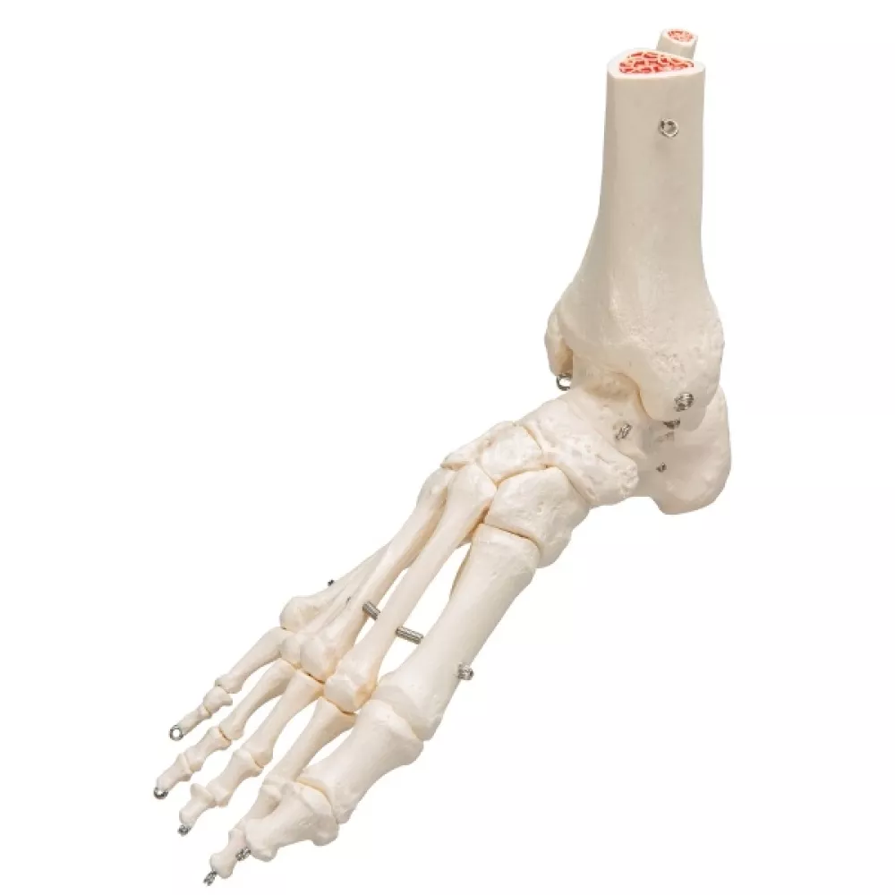 Pėdos ir Kulkšnies skeletas