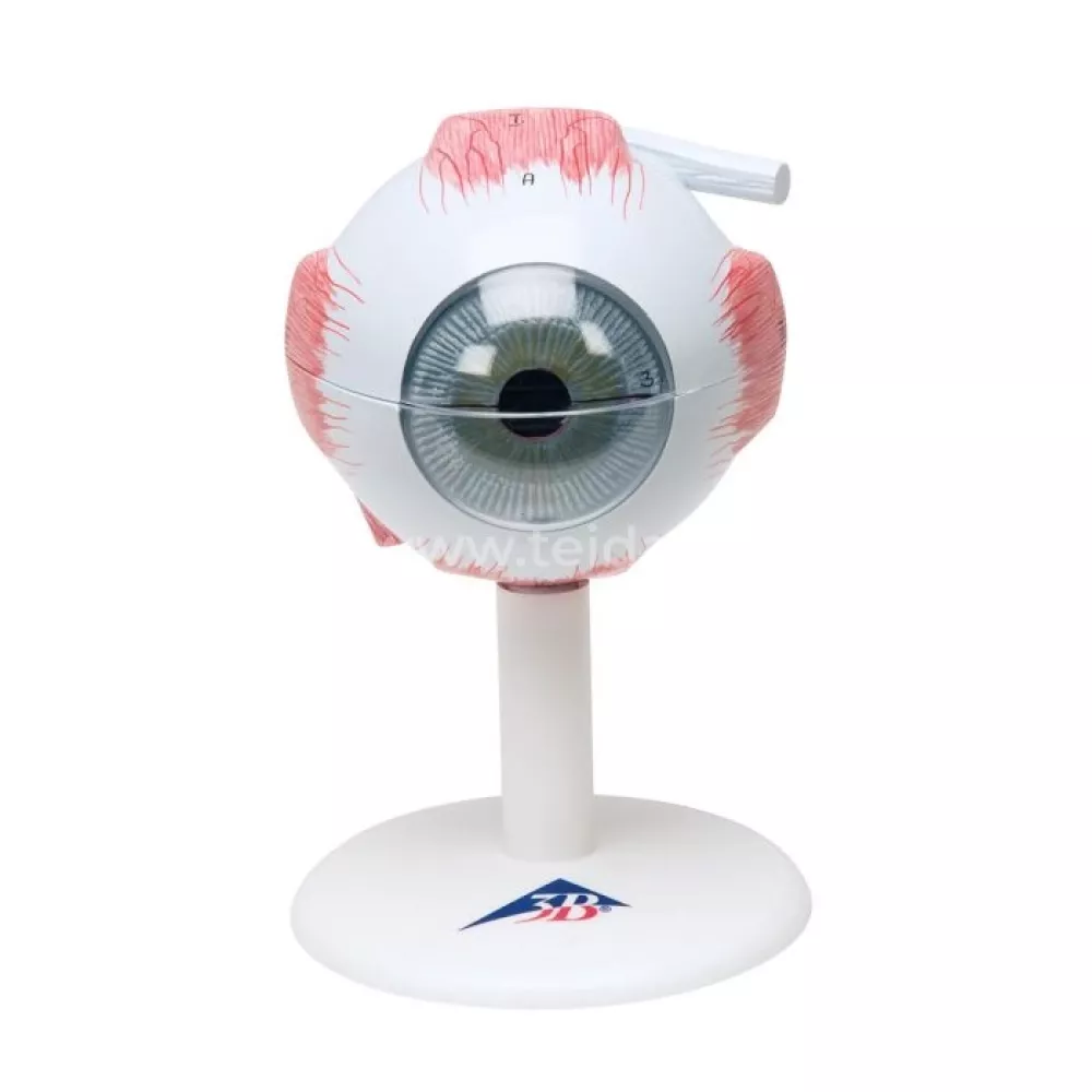 Žmogaus akies modelis