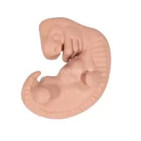 Anatominis modelis Embrionas