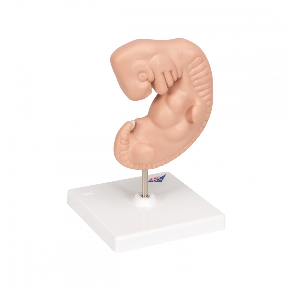 Anatominis modelis Embrionas