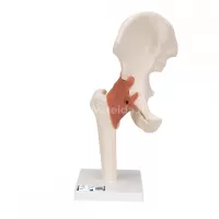 Klubo sąnario anatominis modelis