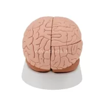 Klasikinis smegenų modelis, 4 dalių