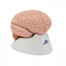 Klasikinis smegenų modelis, 4 dalių
