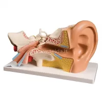 Žmogaus ausies modelis 4 dalių