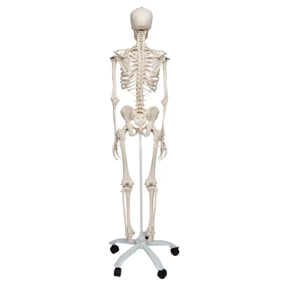 Žmogaus skeletas, modelis