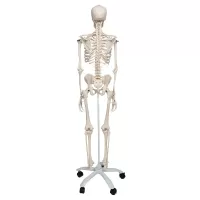Žmogaus skeletas, modelis