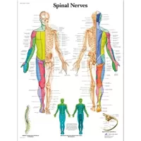 Stuburo nervai anatominis plakatas