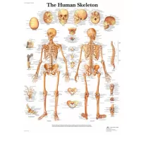 Anatominis plakatas Žmogaus skeletas