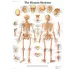 Anatominis plakatas Žmogaus skeletas Anatominis plakatas Žmogaus skeletas