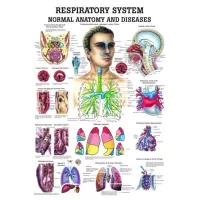 Plakatas Kvėpavimo sistema