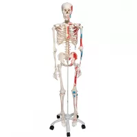 Raumenų skeletas