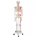 Raumenų skeletas