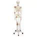 Žmogaus skeleto su raiščiais modelis