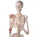Žmogaus skeleto su raiščiais modelis