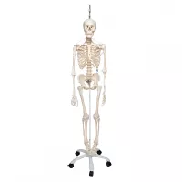 Funkcionalus ir fiziologiškas žmogaus skeleto modelis kabinamas ant stendo