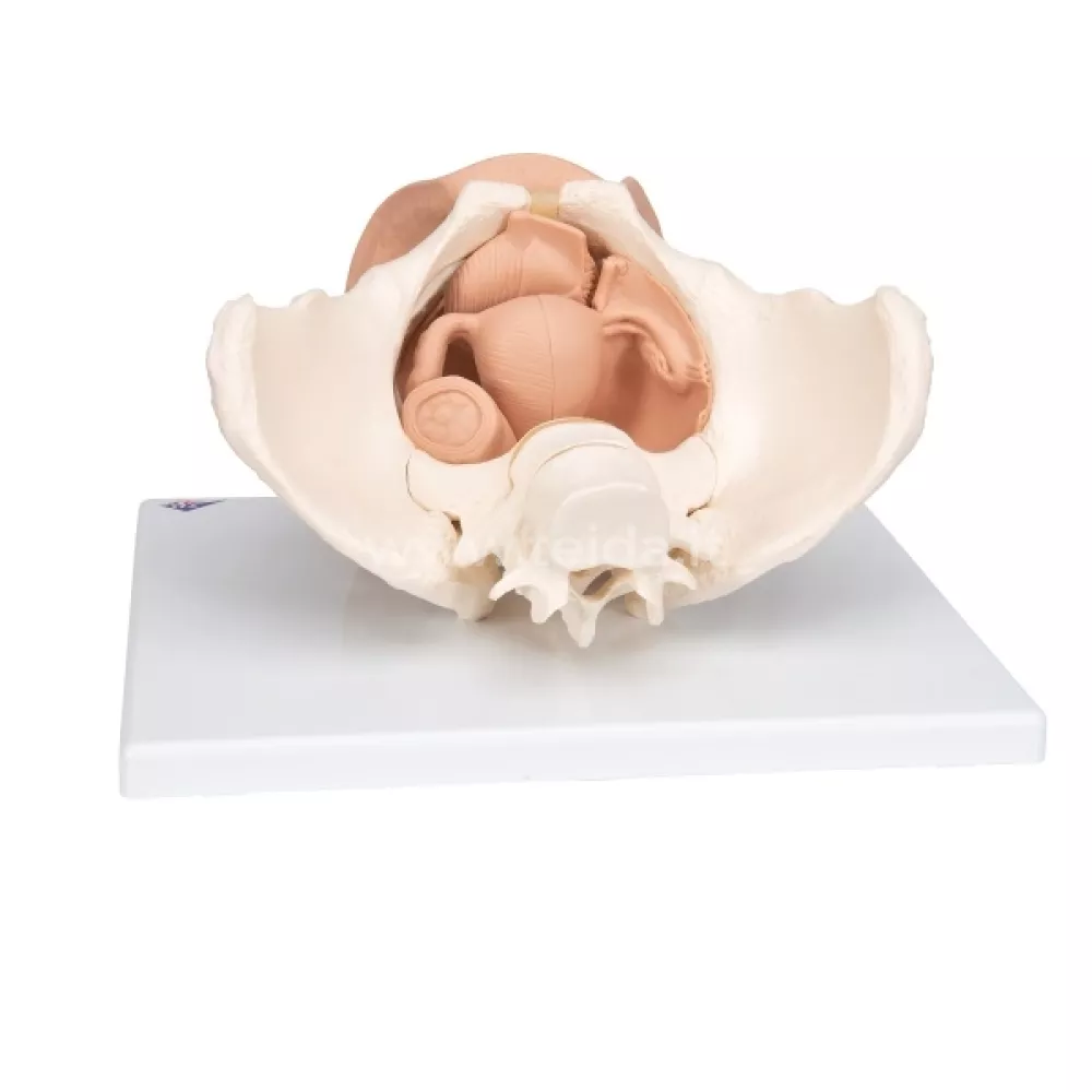 Moters dubens skeleto modelis su lytiniais organais