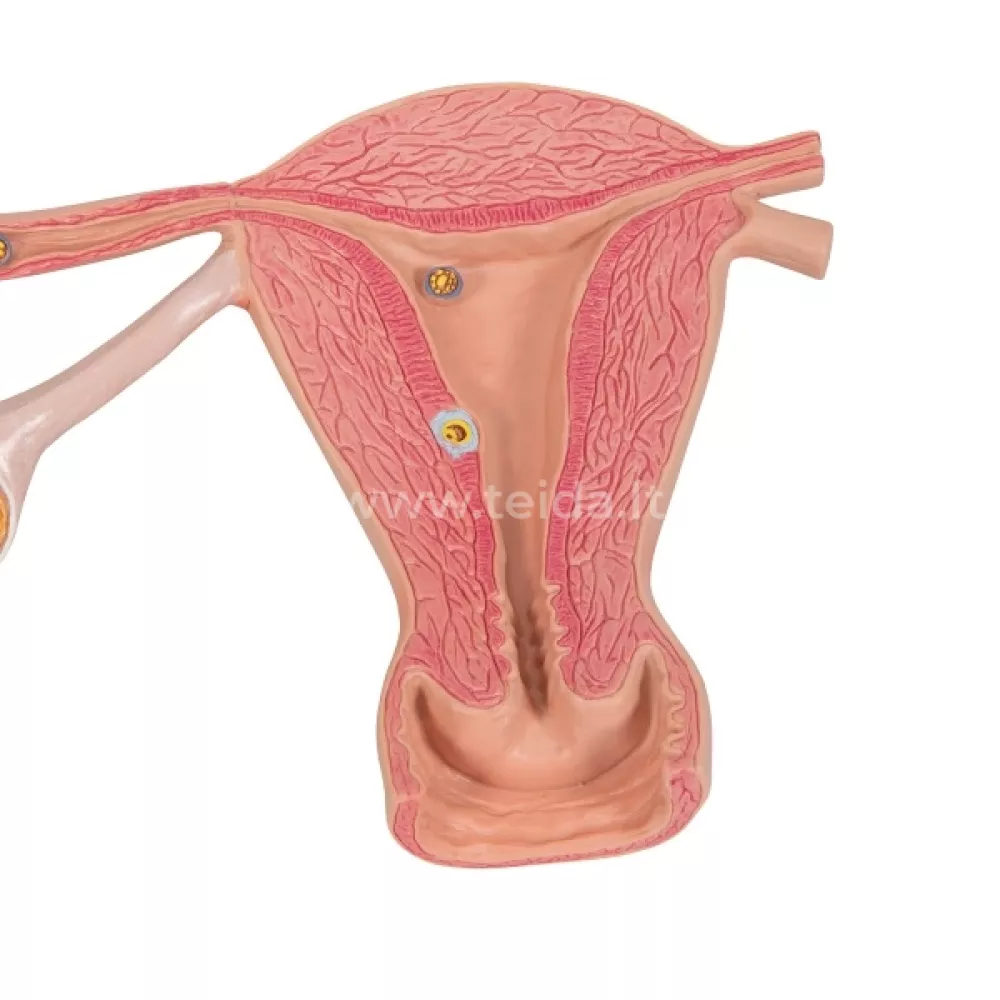 Apvaisinimo etapų modelis