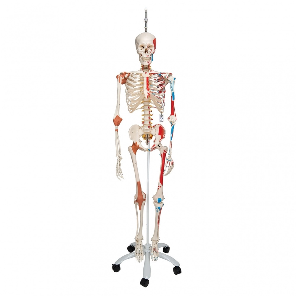 Skeletas su pažymėtomis raumenų raiščių prisitvirtinimo vietomis