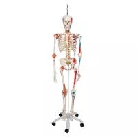 Skeletas su pažymėtomis raumenų raiščių prisitvirtinimo vietomis