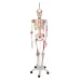 Skeletas su pažymėtomis raumenų raiščių prisitvirtinimo vietomis