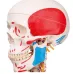 Skeletas su pažymėtomis raumenų raiščių prisitvirtinimo vietomis