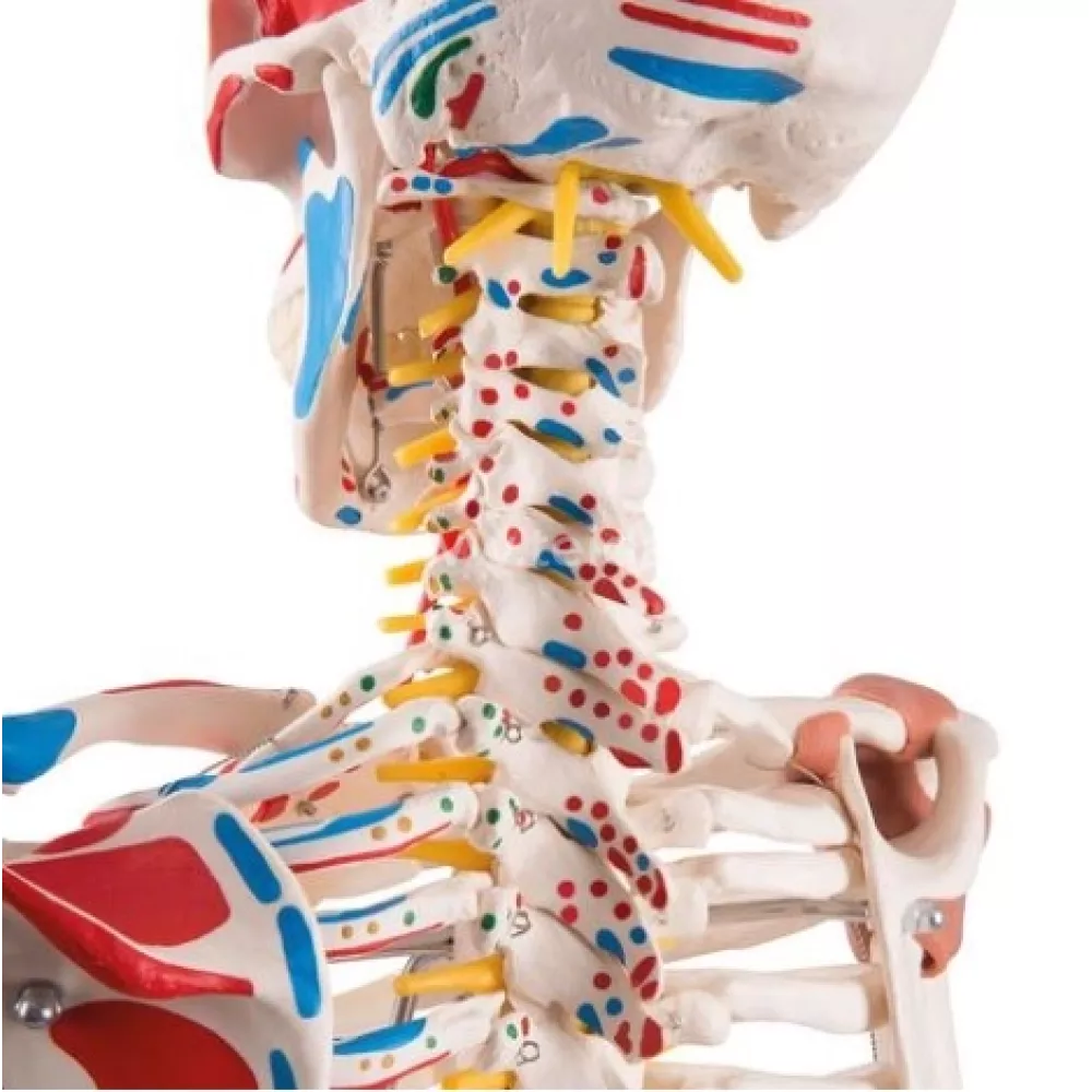 Skeletas su pažymėtomis raumenų raiščių prisitvirtinimo vietomis