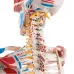 Skeletas su pažymėtomis raumenų raiščių prisitvirtinimo vietomis
