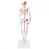 Mini skeletas su raumenimis, 80 cm