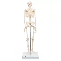 Mini žmogaus skeleto modelis Shorty, 80 cm