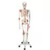 Skeletas su pažymėtomis raumenų, raiščių  prisitvirtinimo vietomis