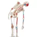 Skeletas su pažymėtomis raumenų, raiščių  prisitvirtinimo vietomis