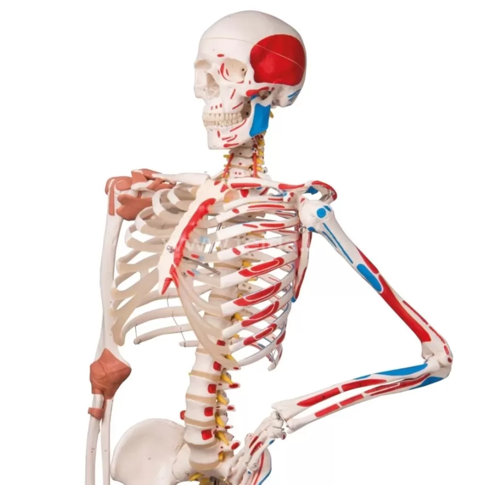 Skeletas su pažymėtomis raumenų, raiščių  prisitvirtinimo vietomis