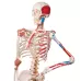 Skeletas su pažymėtomis raumenų, raiščių  prisitvirtinimo vietomis