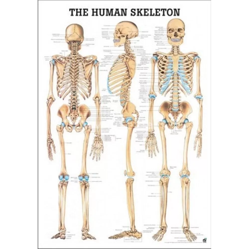 Plakatas Žmogaus skeletas, laminuotas Plakatas Žmogaus skeletas, laminuotas