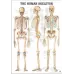 Plakatas Žmogaus skeletas, laminuotas Plakatas Žmogaus skeletas, laminuotas