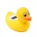 Vonios termometras Digi Duckling