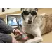 Lazerio terapijos aparatas CTX-10 Watt veterinarijai